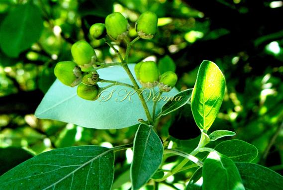  Branch bearing fruits